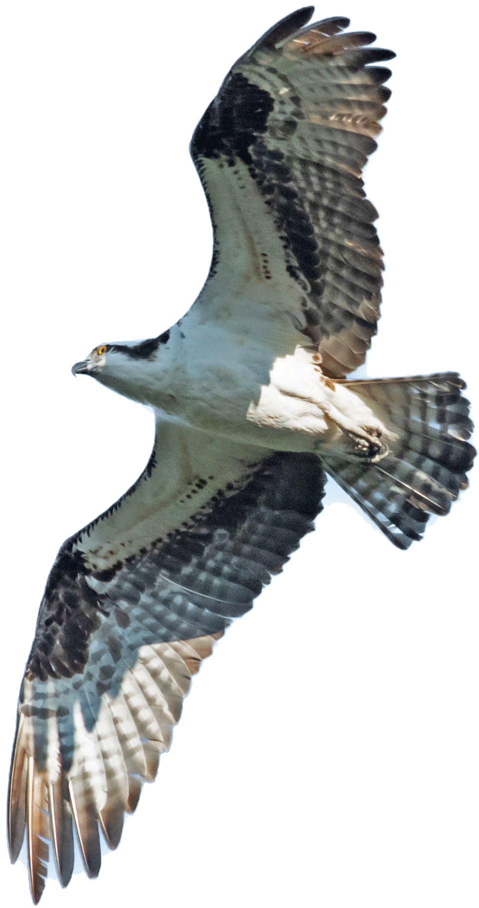 Osprey