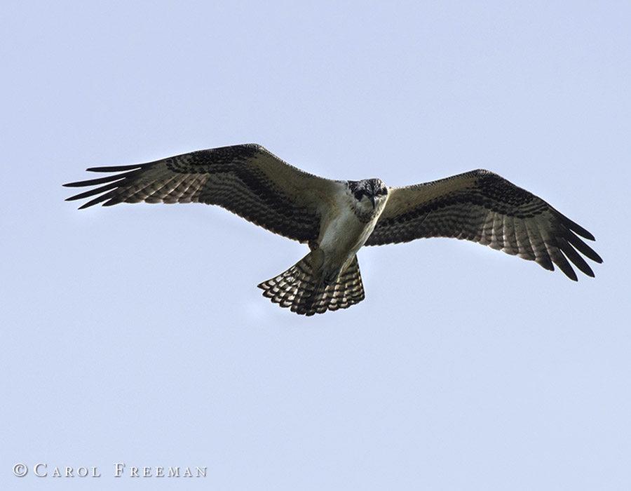 Osprey