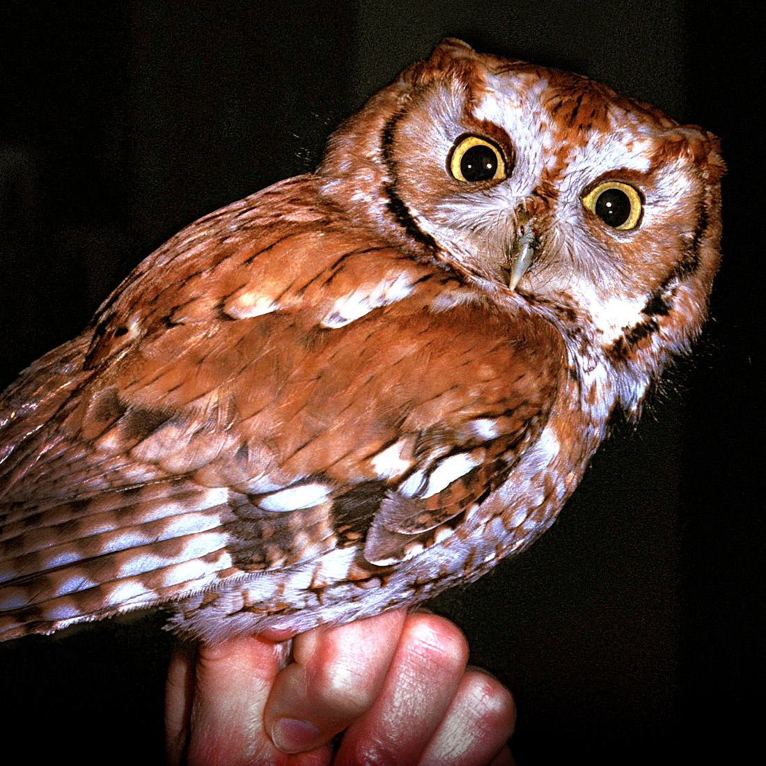 Screech Owl - Photo by Jim Steffen