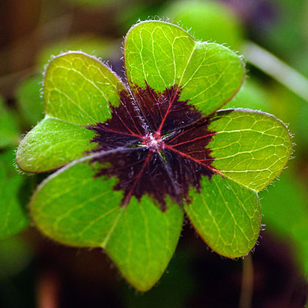 Oxalis tetraphylla