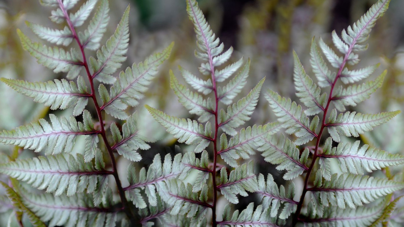 Japanese painted fern (Athyrium nipponicum 'Pictum')