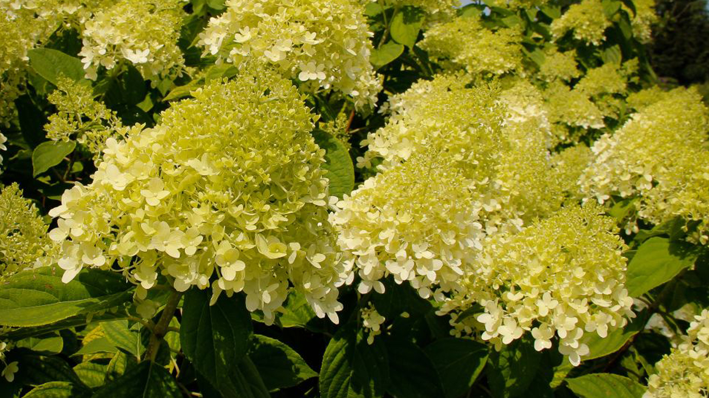 Panicle hydrangea 'Zwijnenburg'