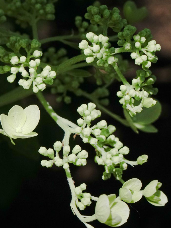 Panicle hydrangea