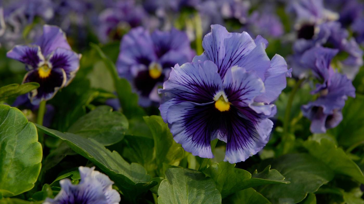 Pansies provide early spring color