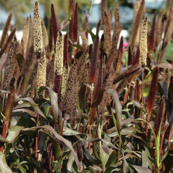 Pennisetum glaucum