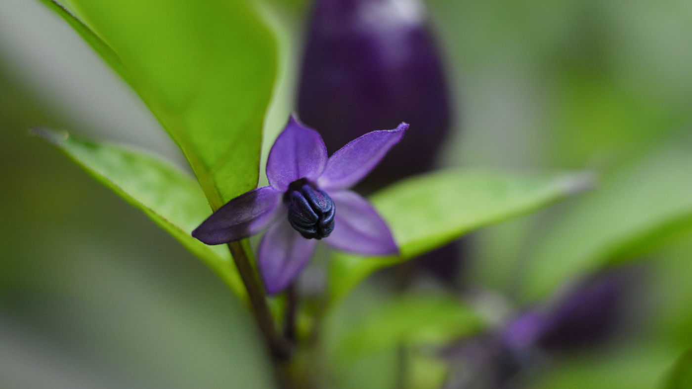 Pepper flower