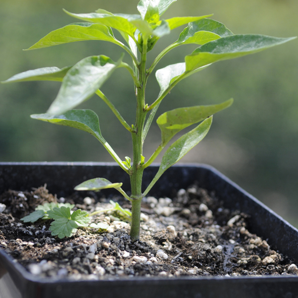 Pepper in a pot