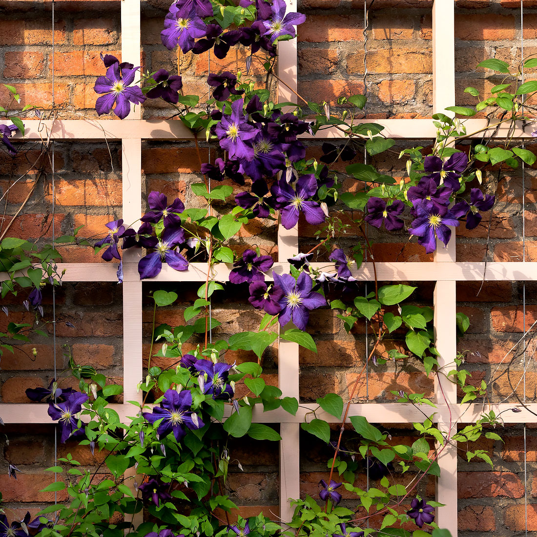 Perennial Garden - Clematis