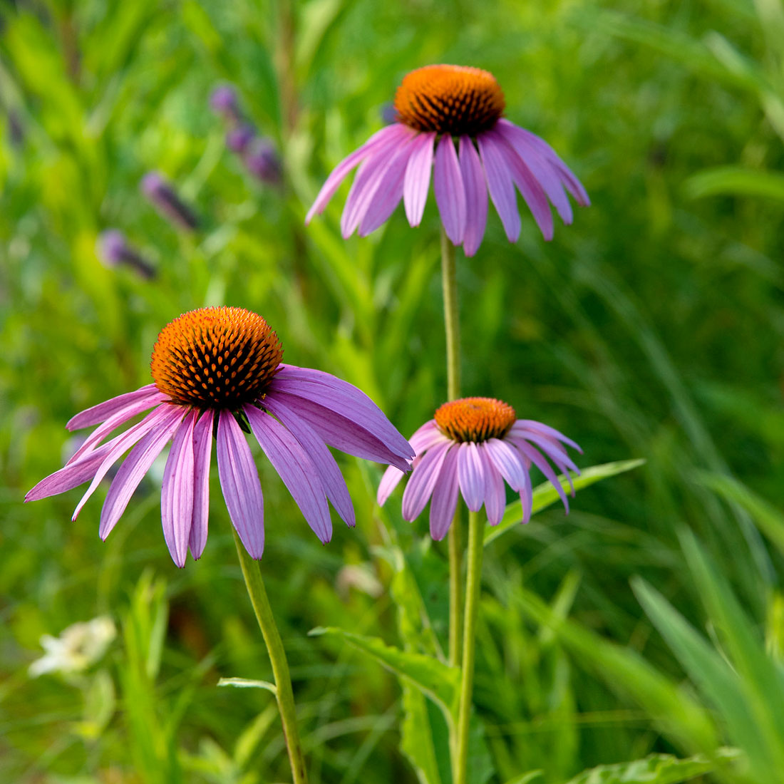 Perennial Garden - Echinacea