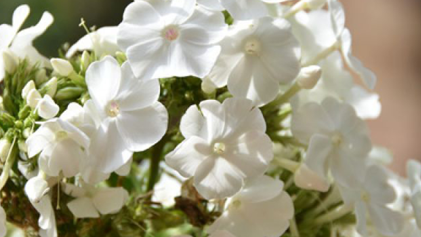 Phlox paniculata 'David'