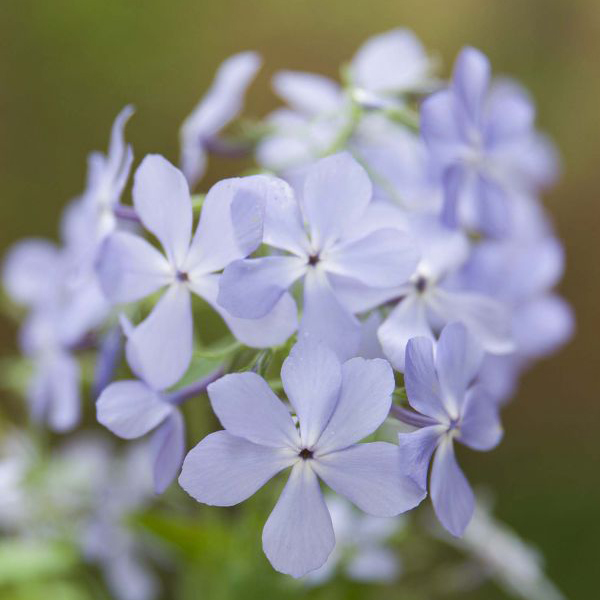 Phlox divaricata blue