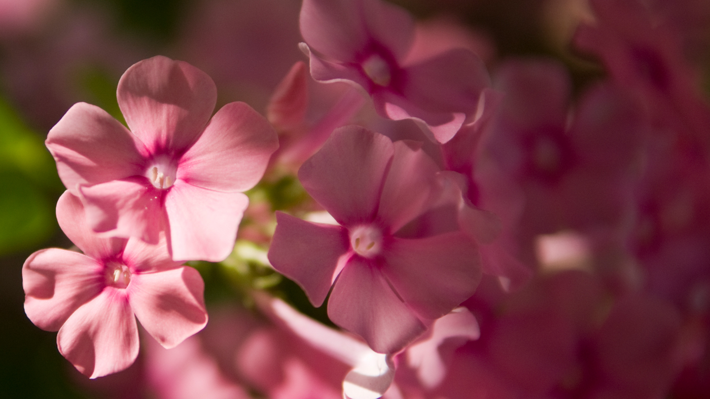 Cullum phlox (Phlox paniculata 'Eva Cullum') 