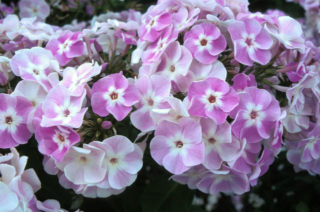 Phlox Katherine