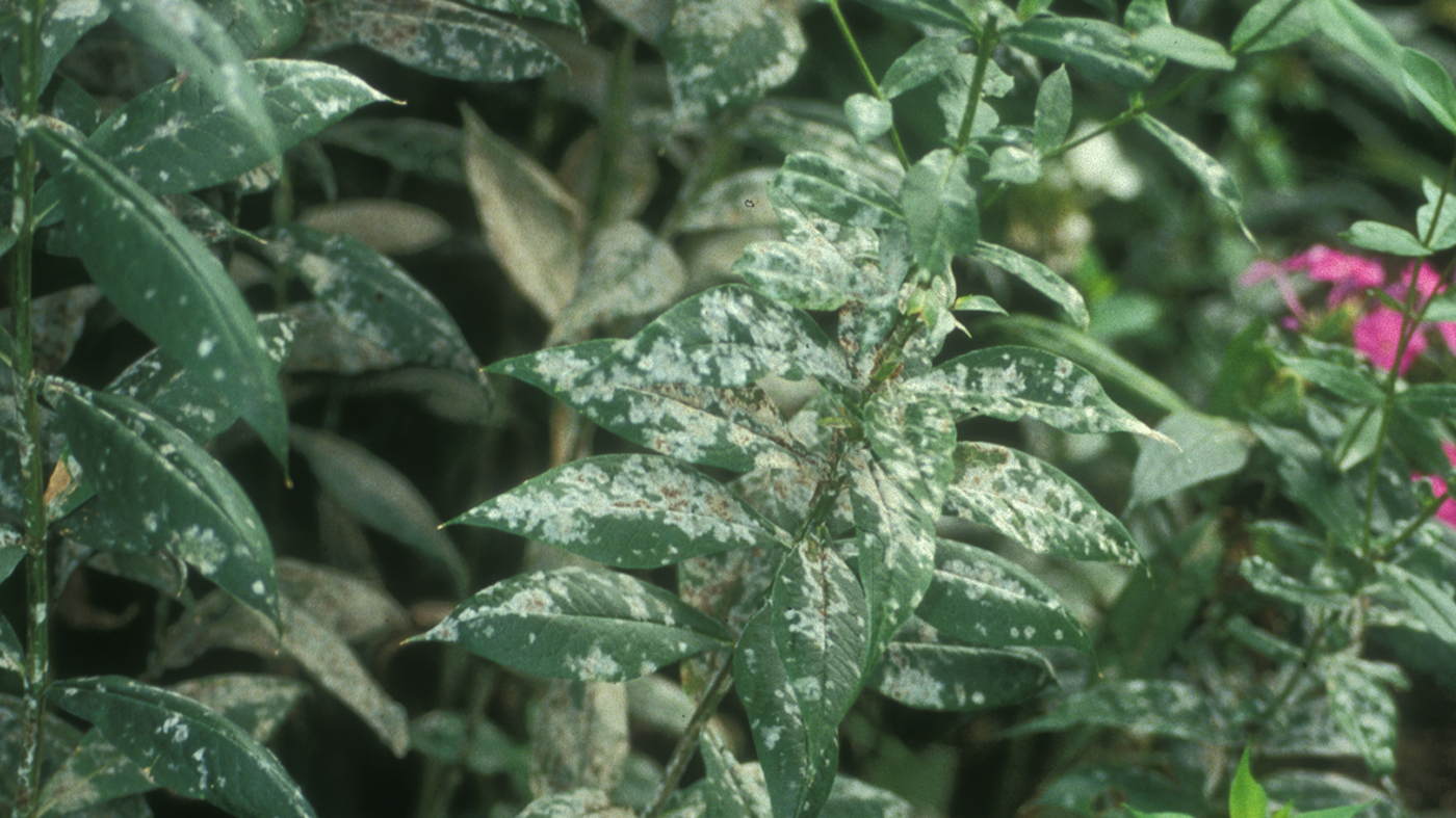 Phlox mildew