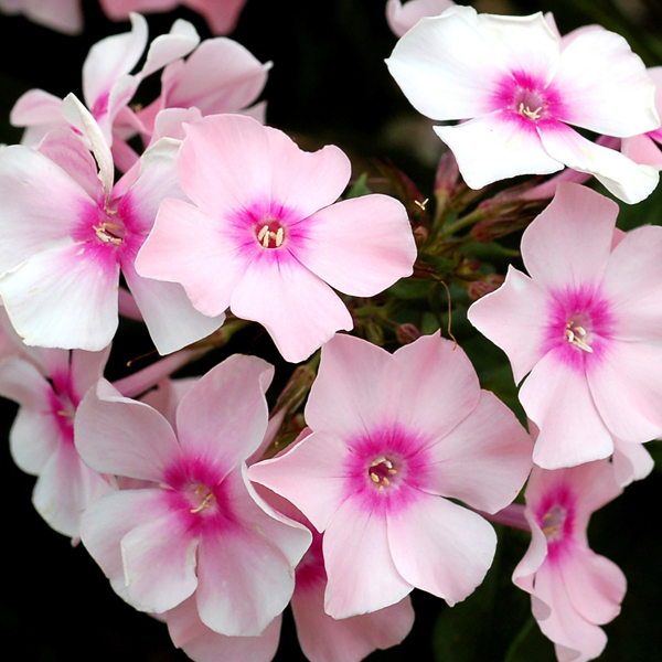 Phlox peniculata