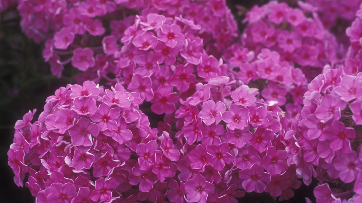 Phlox shortwood