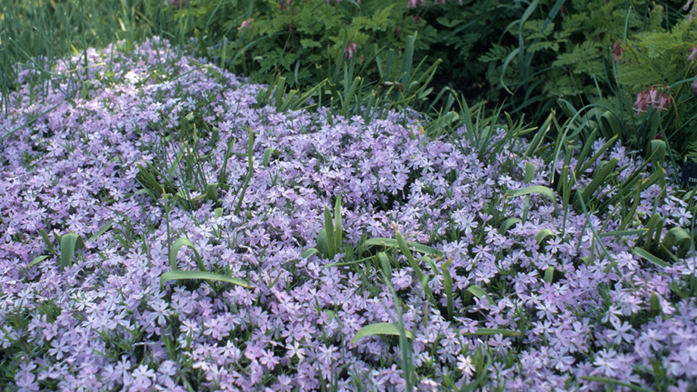 Phlox sublata 'Emerald Blue')\