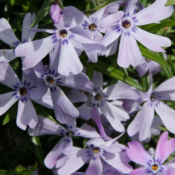 Moss phlox