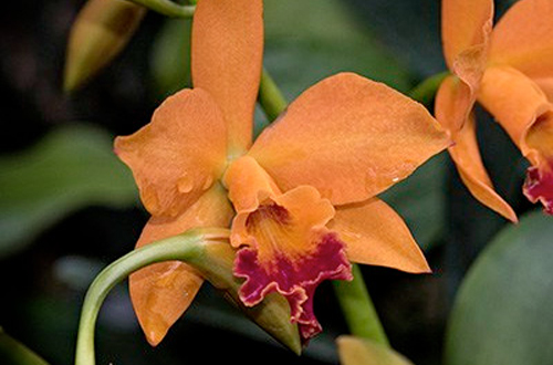 photographing-orchids-wide