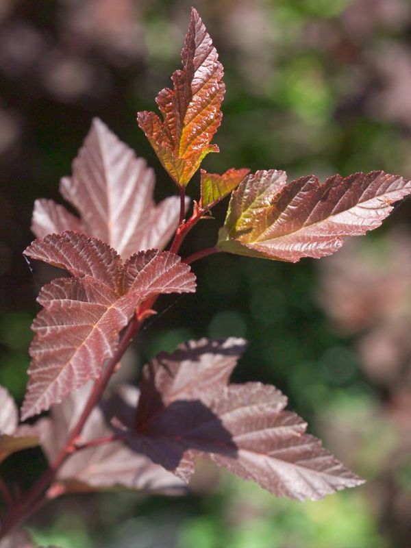 Physocarpus opulifolius 'Monlo'