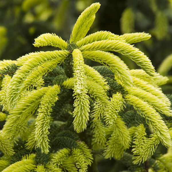 Picea glauca 'Spruce Lane' 