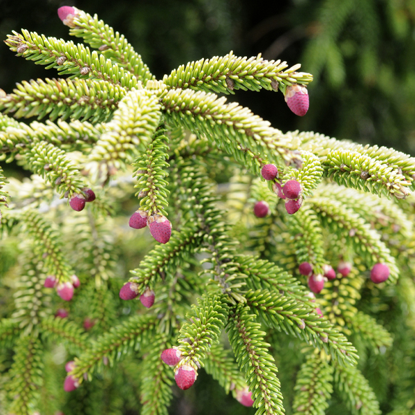 Picea orientalis 'Skyland' 