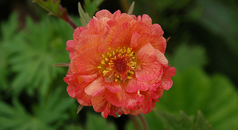 geum mai tai