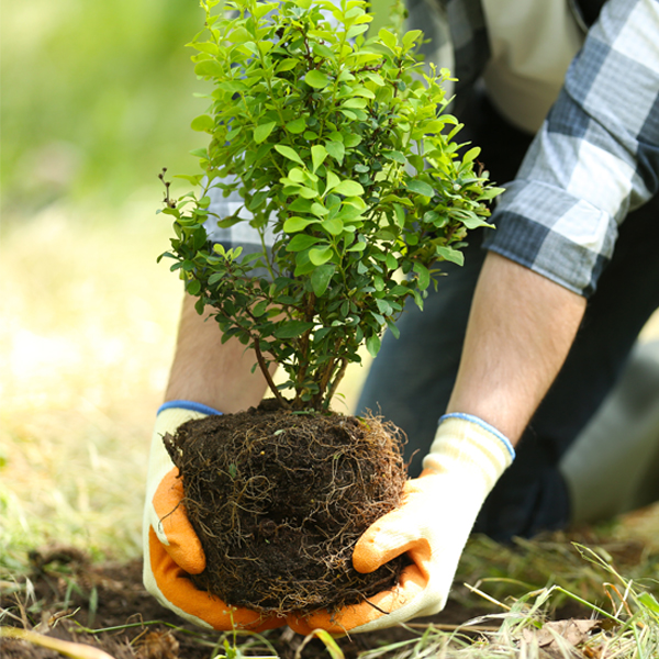 planting-shrub_600x600