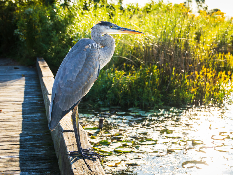 Prairie heron