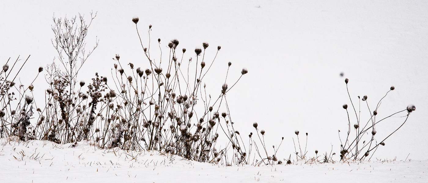 Prairie winter