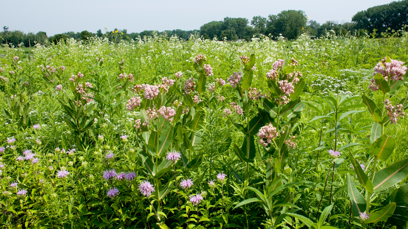 Prairie