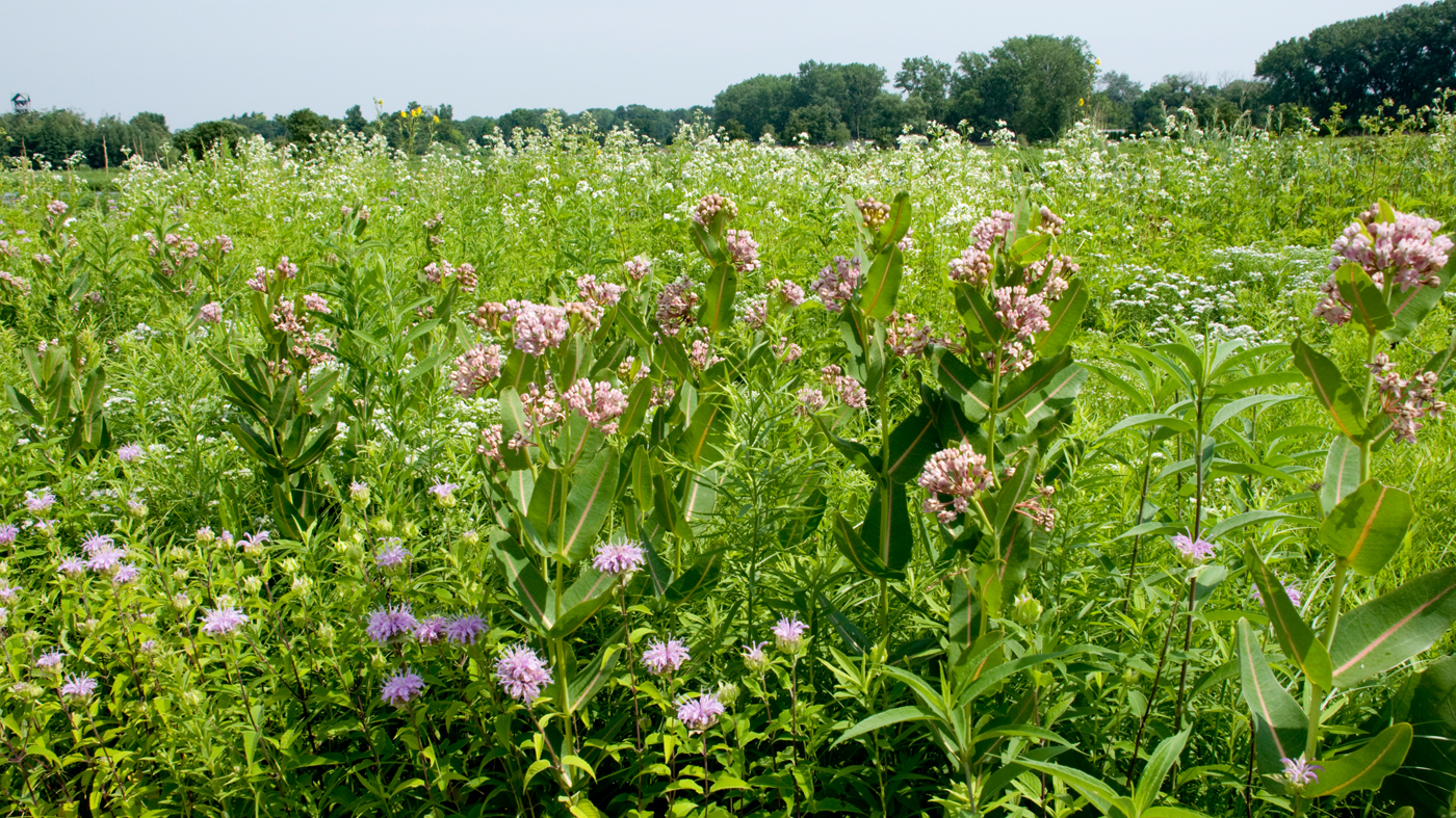 Prairie