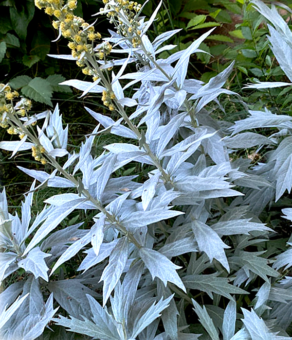 Prairie sage