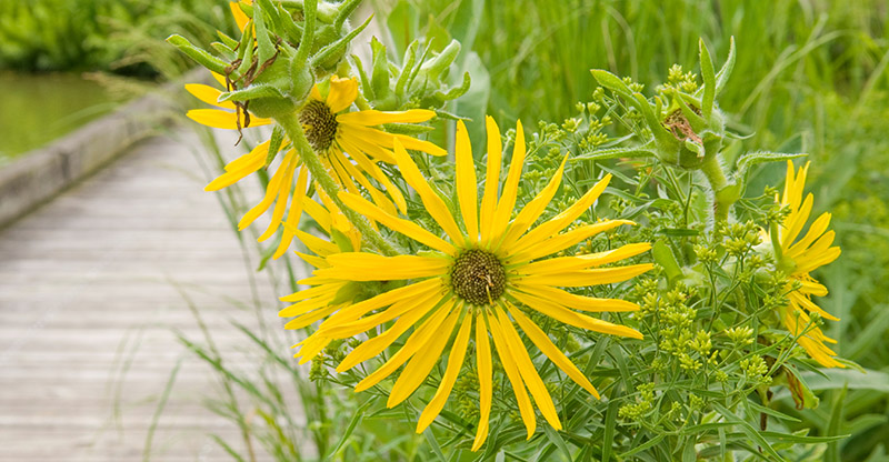 prairie wildflower