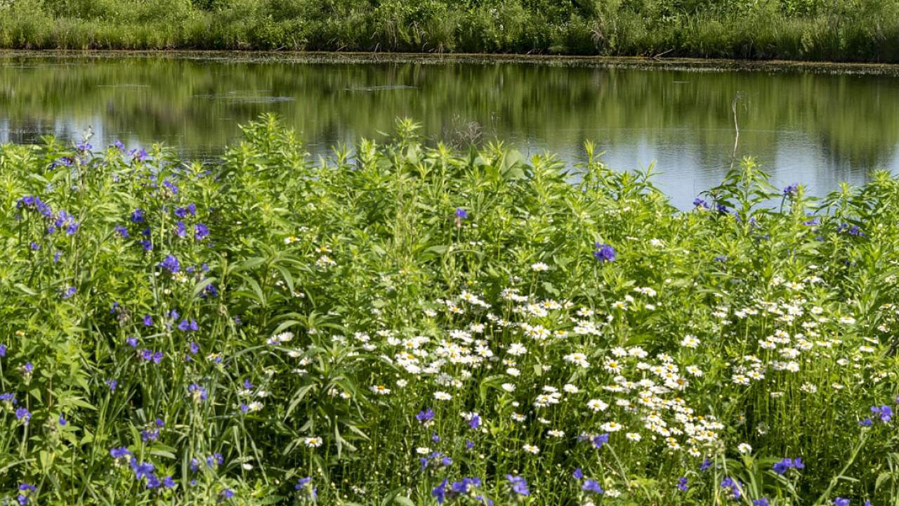 prairie and water