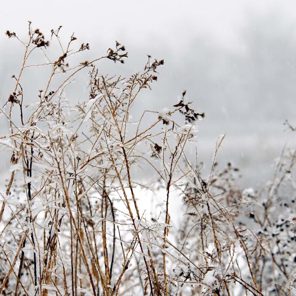 Prairie snow