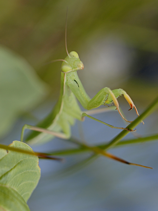 Praying mantis