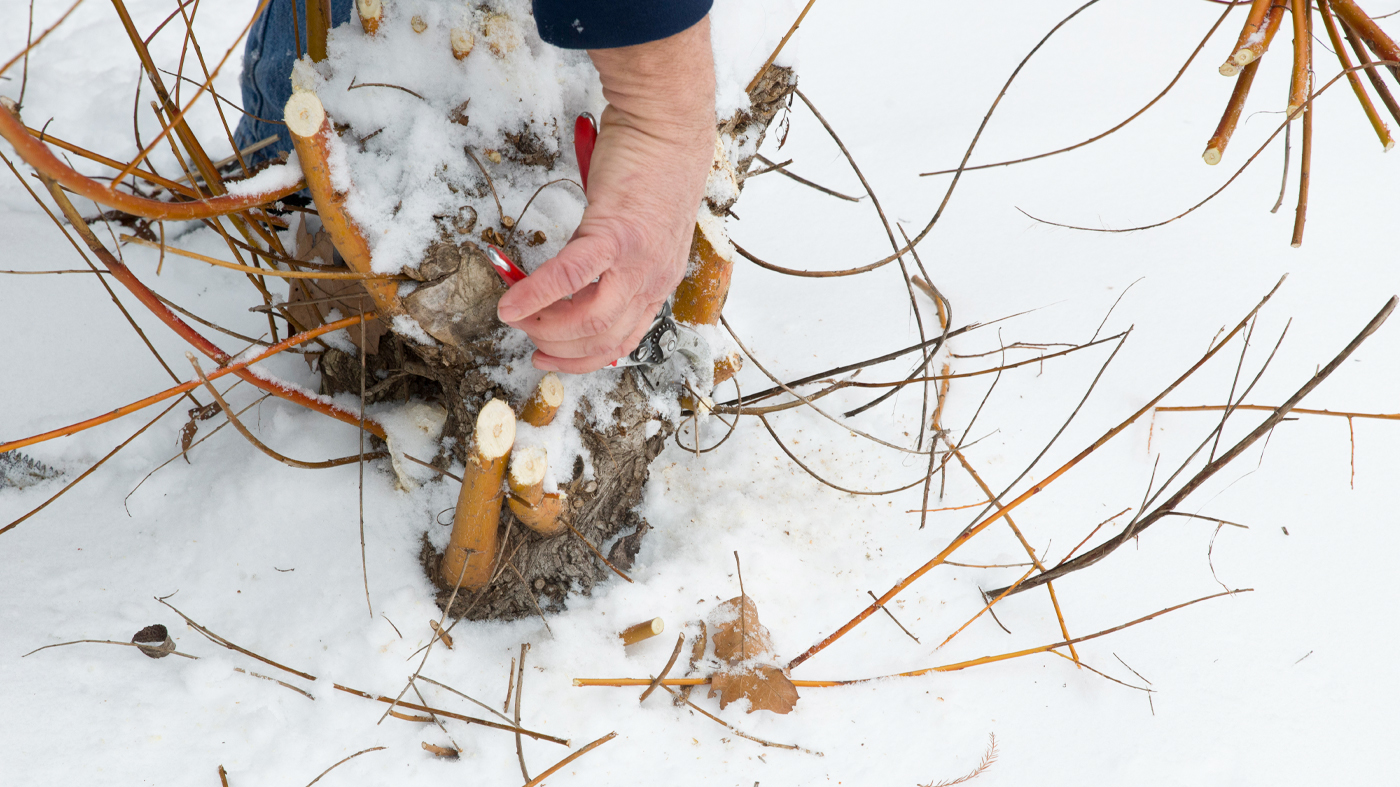 Coppicing