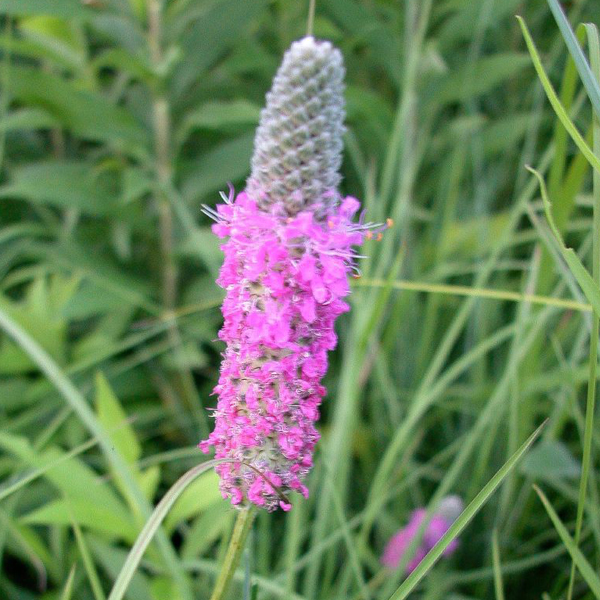 Purple Prairie Clover Purple Prairie Clover (Dalea purpurea)