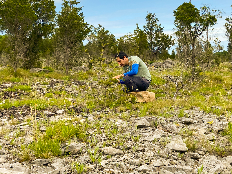 Urbina Casanova collecting lakeside daisy seeds at Kelleys Island State Park in Ohio.