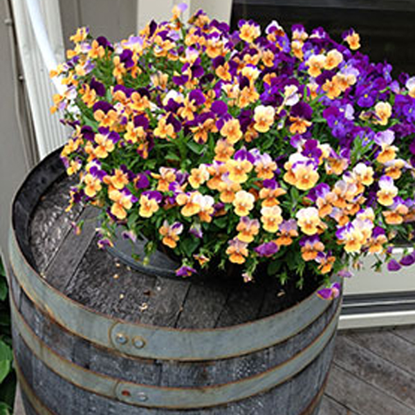 Rain-barrel with flowers