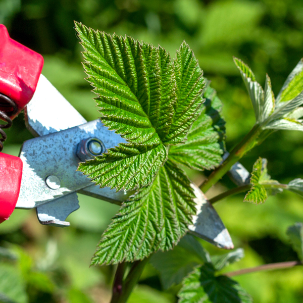 raspberry pruning