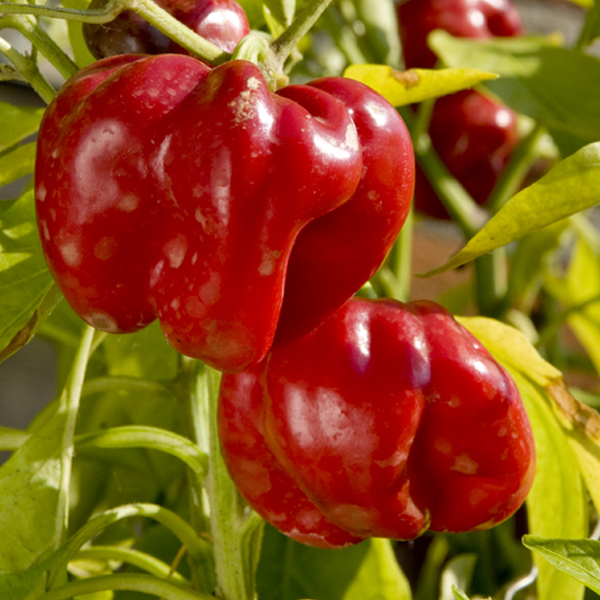 Red Bell Peppers (Capsicum annuum) 