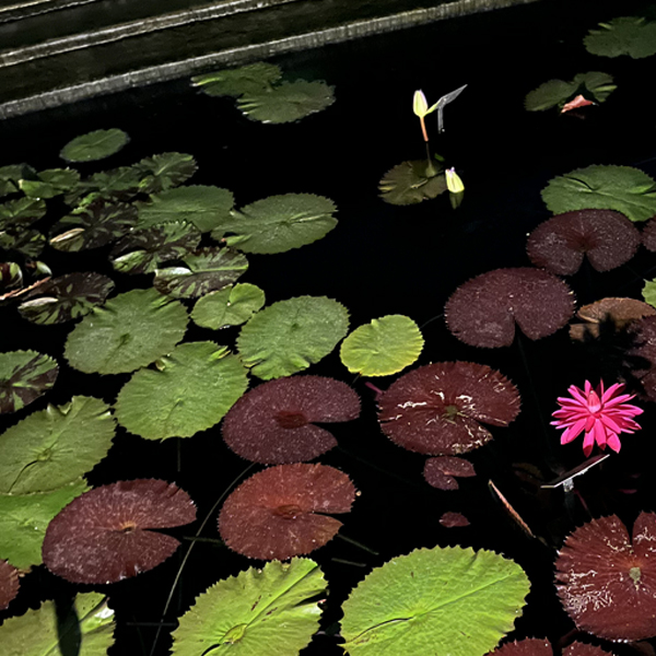 Red flare water lily