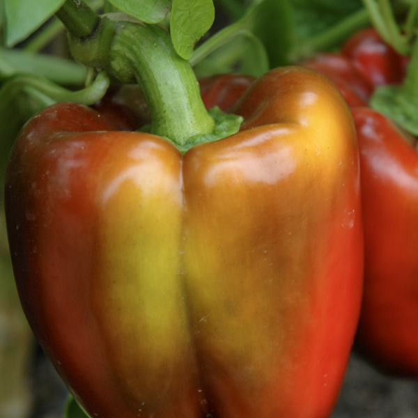 red pepper