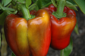 red peppers