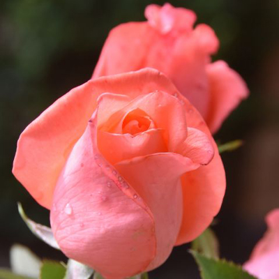 Rosa 'Tanorstar'