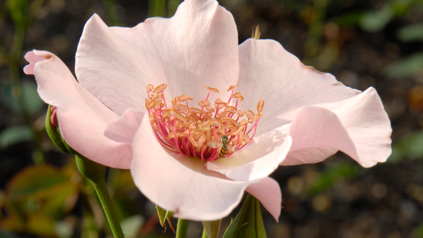 Rosa 'Dainty Bess' hybrid tea rose