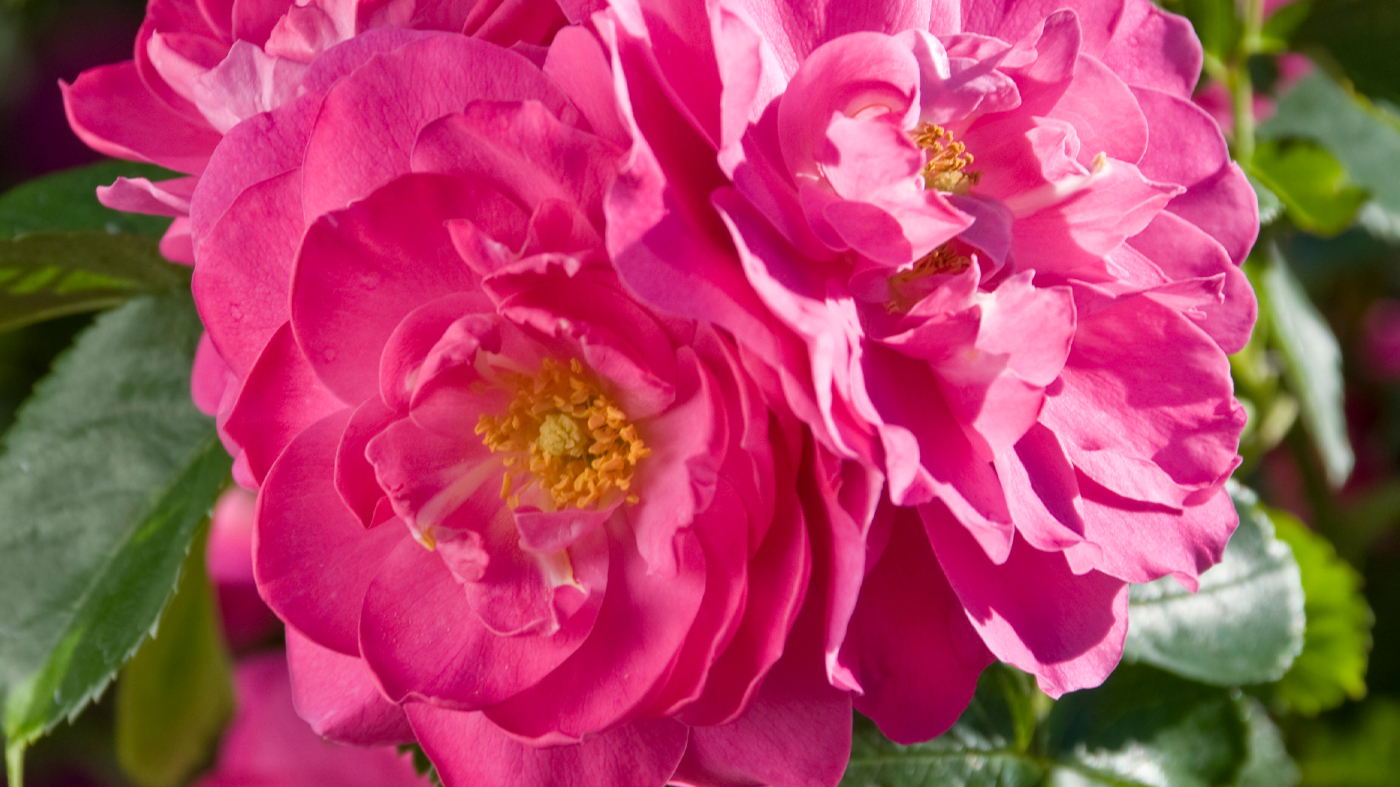 Rosa 'John Cabot'