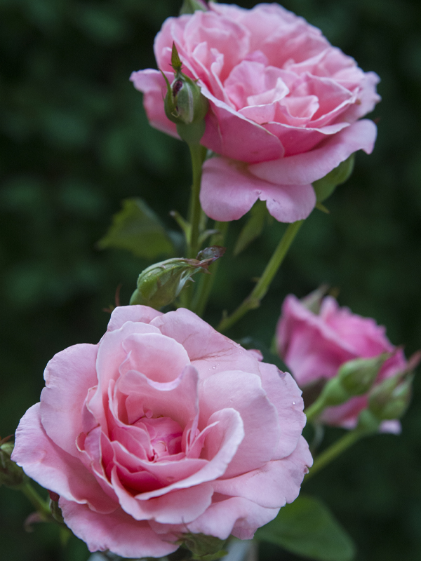 Rosa Queen Elizabeth